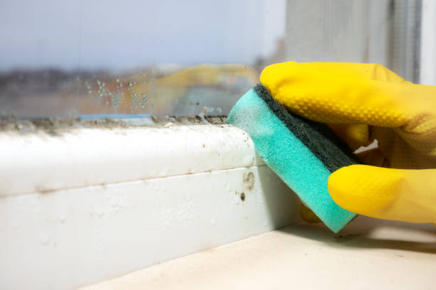 Best Post-Flood Mold Remediation in Tipton, IN