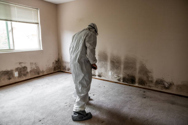 Best Residential Mold Remediation in Tipton, IN